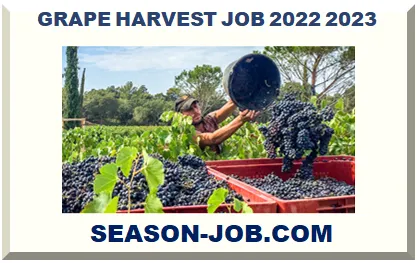GRAPE HARVEST JOB 2026